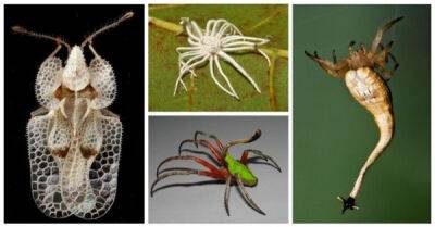 20 удивительных насекомых и пауков, в существование которых сложно поверить - porosenka.net - Австралия - Мадагаскар