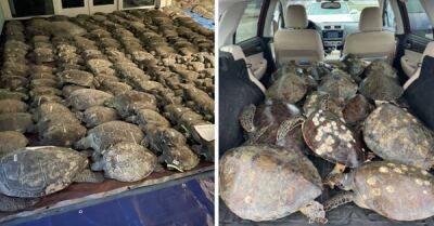 Жители Техаса спасли более 4 000 замерзших морских черепах - porosenka.net - штат Техас