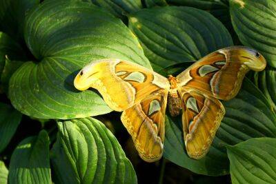 Радужные крылья: какие бабочки самые красивые? - shkolazhizni.ru - Индия - Мексика - Филиппины - Индонезия - Малайзия - Бирма