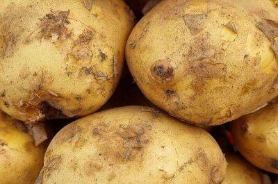 Рекордный урожай картофеля обеспечен благодаря этой подкормке: готовится за минуту - sadogorod.club