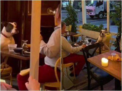 В ресторане заметили, как хозяин ужинает с собакой - mur.tv - Нью-Йорк