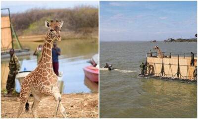Не оставили в беде: в Кении жирафов спасли с затопленного острова - porosenka.net - Сша - Кения