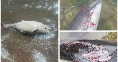 Загинули тисячі дельфінів у Азовському та Чорному морях через дії окупантів - womo.ua - місто Маріуполь - Росія