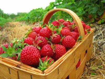 Дешевая подкормка клубники для большого урожая: ягоды будут крупными и сладкими - nashsovetik.ru