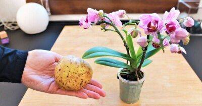 Подкармливаю орхидею картофелем дважды в месяц, и она цветёт как никогда раньше - lifehelper.one