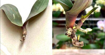 Самый простой и быстрый способ оживить маленькие орхидеи без корней - lifehelper.one