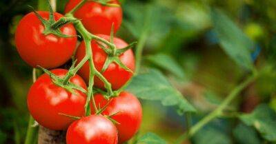 Обнаружен опасный для выращивания помидоров вирус - lifehelper.one - Китай - Израиль - Чили - Турция - Эстония