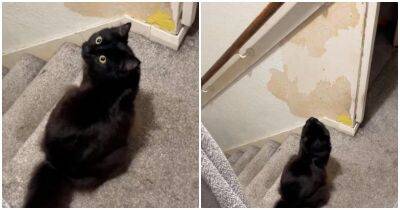 Кот показал хозяйке трюк с лестницей - mur.tv
