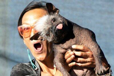Мистер Счастливое Лицо стал самой уродливой собакой в мире - mur.tv - Usa - штат Калифорния