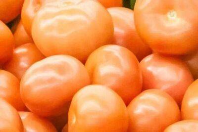 Ольга Котова - Хитрая подкормка для помидоров: с помощью чего можно легко повысить урожай томатов сразу в 2 раза - sadogorod.club