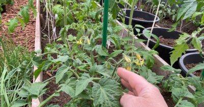 Что бы не остаться без раннего урожая томатов, обработайте их бором - lifehelper.one