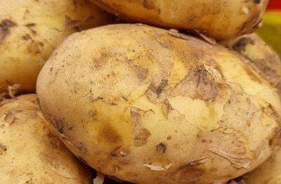 10-12 кг с куста: небывалый урожай картофеля благодаря копеечной подкормке - sadogorod.club