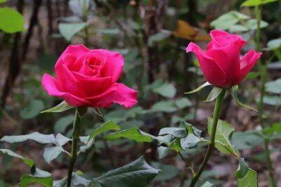 Елен Гутыро - Кормите розы этой пастой, чтобы получить 10 шикарных бутонов с растения вместо неказистых 3-4 - sadogorod.club