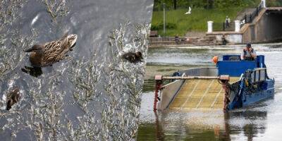Свислочь атаковали водоросли: очищать реку пришлось комбайну-«монстру» - porosenka.net