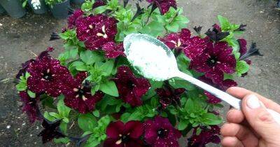 Вносите по ложке удобрения в неделю, и весь сезон петуния будет радовать чудесным цветением - cpykami.ru