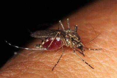 Игорь Зур - Почему кусают комары: названо эффективное средство защиты - lifehelper.one