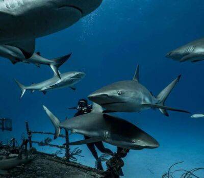 Напряженные кадры нападения акулы на дайвера - chert-poberi.ru - штат Флорида - Австралия - Багамы - Нассау