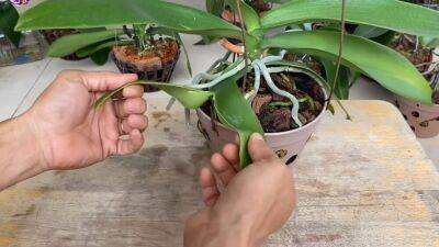 Переросшую орхидею нужно непременно омолодить. После одной процедуры из одного цвета будет два - lifehelper.one