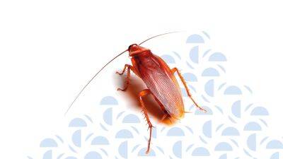 Что делать с тараканами в доме - ladyspages.com