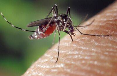 Марин Михалап - Как защитить дом от мошек и комаров: 2 простых средства, которые доказали свою эффективность - belnovosti.by