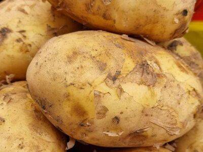 4 подкормки для картофеля, которые увеличивают урожай в три раза: об этом не расскажет сосед - sadogorod.club