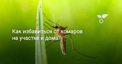 Как избавиться от комаров на участке и дома? - sadogorod.club