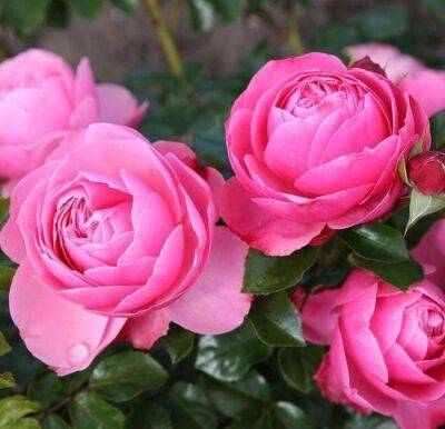 Сорта розовых роз с фото и названиями - sadogorod.club