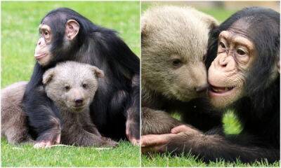 В турецком зоопарке подружились шимпанзе и медвежонок - porosenka.net - Турция