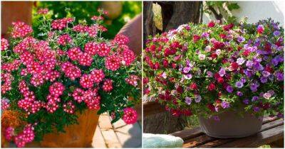 5 цветов, которые станут альтернативой петунии. Также прекрасны, но проще в уходе - cpykami.ru