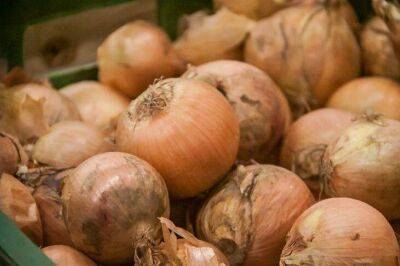 Чем подкормить лук в июне, чтобы луковицы выросли размером с кулак: совет бывалых огородников - sadogorod.club