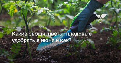 Какие овощи, цветы, плодовые удобрять в июне и как? - sadogorod.club