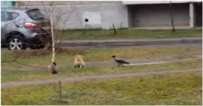 Задиристая ворона мешает кошкам уединиться - chert-poberi.ru