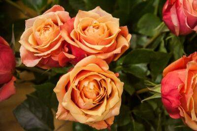 Как продлить жизнь букетам роз: омолаживающие хитрости для срезанных цветов - belnovosti.by