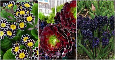 Черные цветы и растения, которые сделают сад самым загадочным местом - cpykami.ru - New York - Одесса - Sanderson