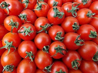 6 крупноплодных томатов, которые удивят своим размером: какие сорта помидоров выбирают дачники - sadogorod.club