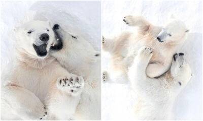 Какое чудо: в якутском зоопарке засняли белую медведицу и малыша - porosenka.net