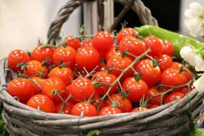 Секреты обильного урожая томатов - lifehelper.one