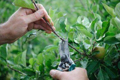​Можно ли проводить обрезку деревьев во время плодоношения - lifehelper.one