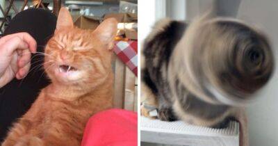 20 смешных фотографий котов, которых подловили во время чихания. Этими снимками можно их шантажировать! - mur.tv