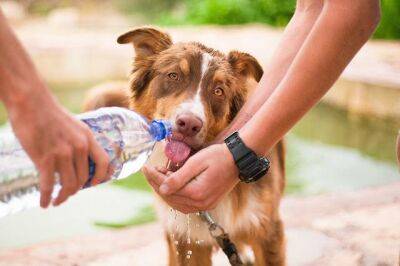 Как помочь домашним животным перенести летнюю жару? - fokus-vnimaniya.com
