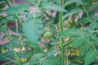 Почему при посадке томатов не следует обрывать нижние листья: правило, которое соблюдают огородники - sadogorod.club