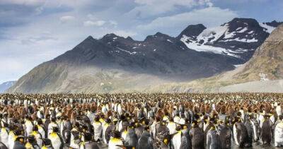 Чем Северный полюс не приглянулся пингвинам в качестве ПМЖ? - porosenka.net - Норвегия