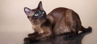 Тонкинская кошка: описание породы, характер, уход - mur.tv - Канада