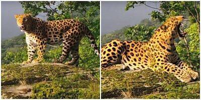 Самец леопарда Полтавский устроил фотосессию - mur.tv