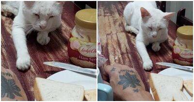 Кот выпрашивает у хозяина бутерброд - mur.tv