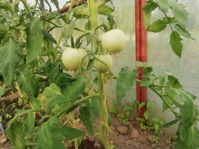 Никакой химии в огороде: спасаем томаты от фитофторы безопасными методами - sadogorod.club