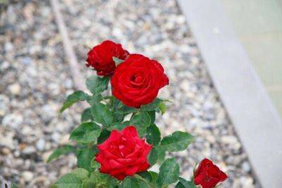 Какие растения нужно сажать вместе с розами: совместимость, о которой должны помнить дачники - sadogorod.club