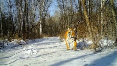 Амурский тигр похрустел снегом возле фотоловушки - porosenka.net - Россия