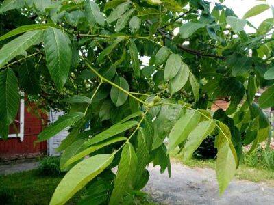 Это дерево заменит грецкий орех и обеспечит вас орехами - sadogorod.club - Китай - Корея