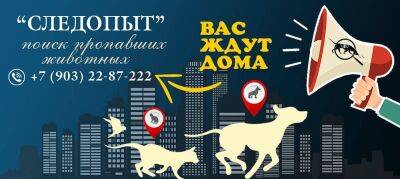 Поиск пропавших животных в Москве и М.О. - sadogorod.club - Москва